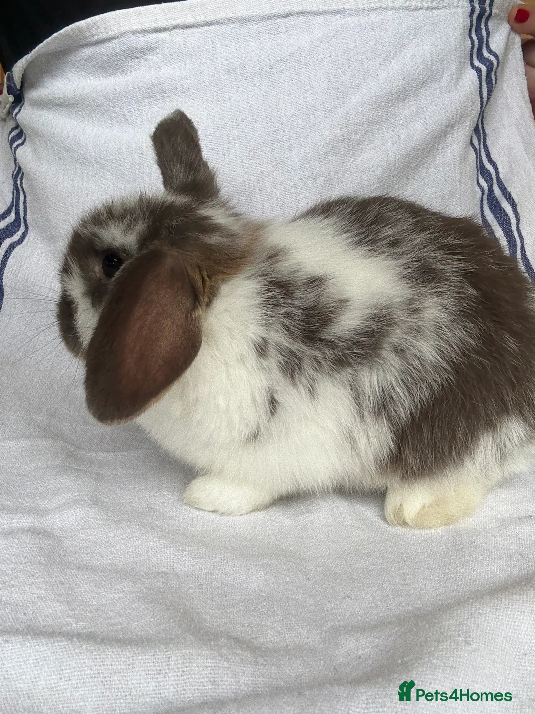 Mini Lop rabbits for sale: Beautiful Mini Lop Babies  - Advert 8