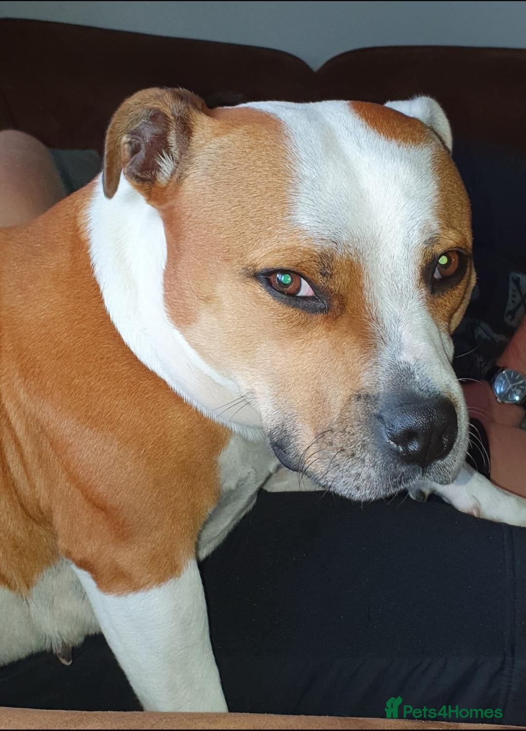 Staffordshire Bull Terrier dogs Staffordshire bull terier red puppies  - Advert 1