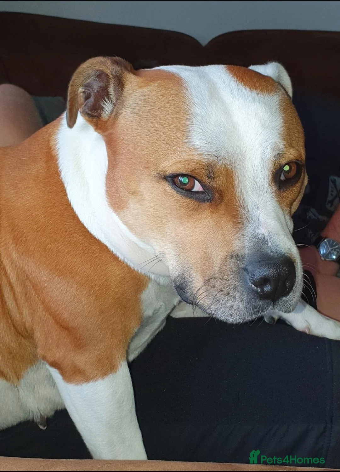 Staffordshire Bull Terrier dogs for sale: Staffordshire bull terier red puppies  - Advert 2