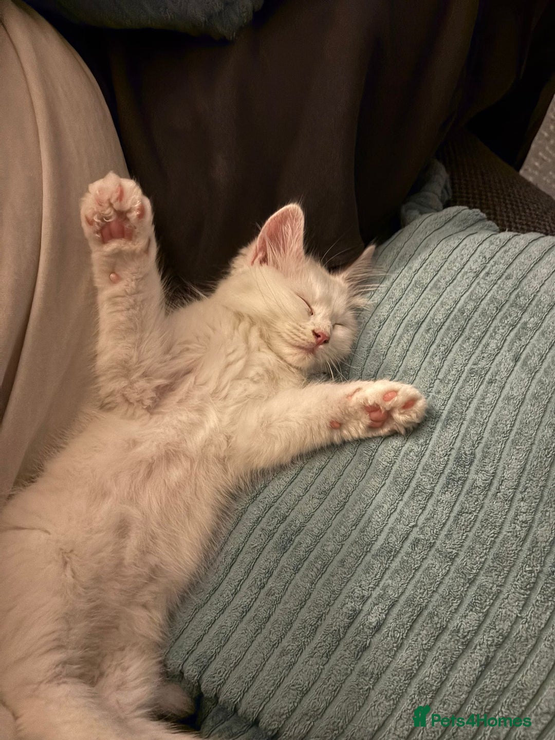 Ragdoll cats for sale: Ragdoll BSH cross kitten  - Image 9