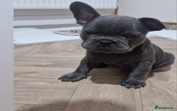 French Bulldog dogs for sale: Blue male French bulldog  - Image 4