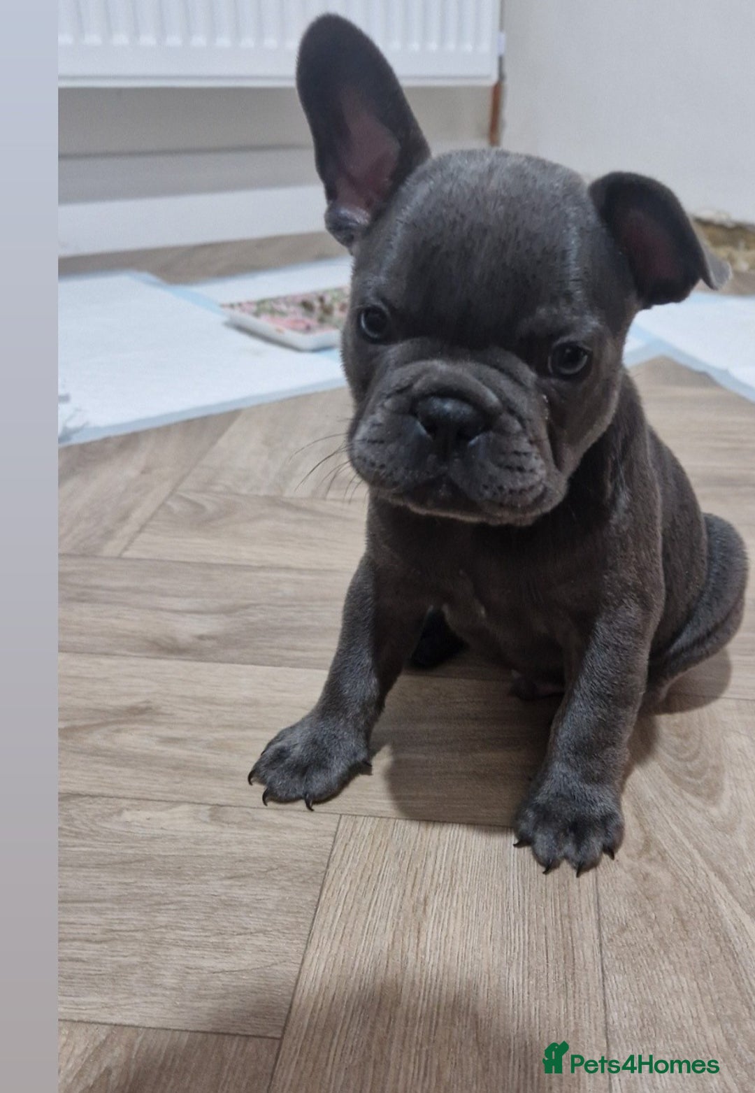 French Bulldog dogs for sale: Blue male French bulldog  - Image 4