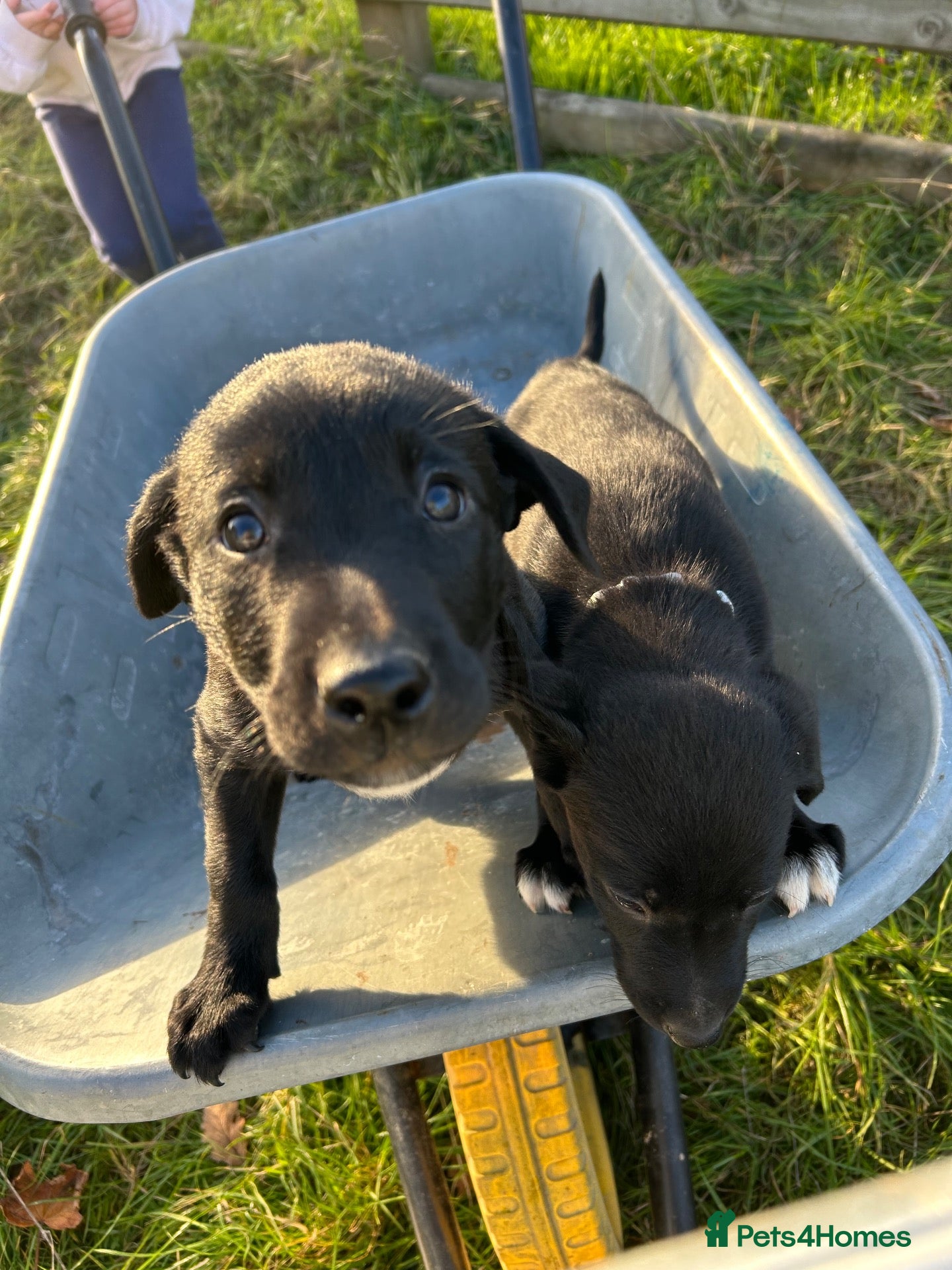 Borador dogs Beautiful Labrador cross puppies for sale - Advert 3