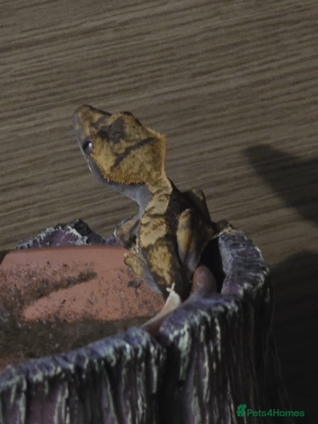 Gecko reptiles for sale: Harlequin crested gecko - Advert 3