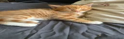 Mixed Breed cats for sale: Adorable ginger and tortishell kittens - Advert 30