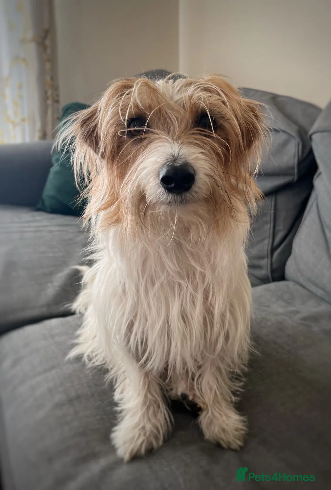 Jack Russell dogs for stud: Jack Russell available for stud in Shrewsbury - Advert 8