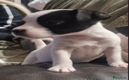 Jack Russell dogs for sale: 2 Adorable Jack Russell puppies  - Advert 5