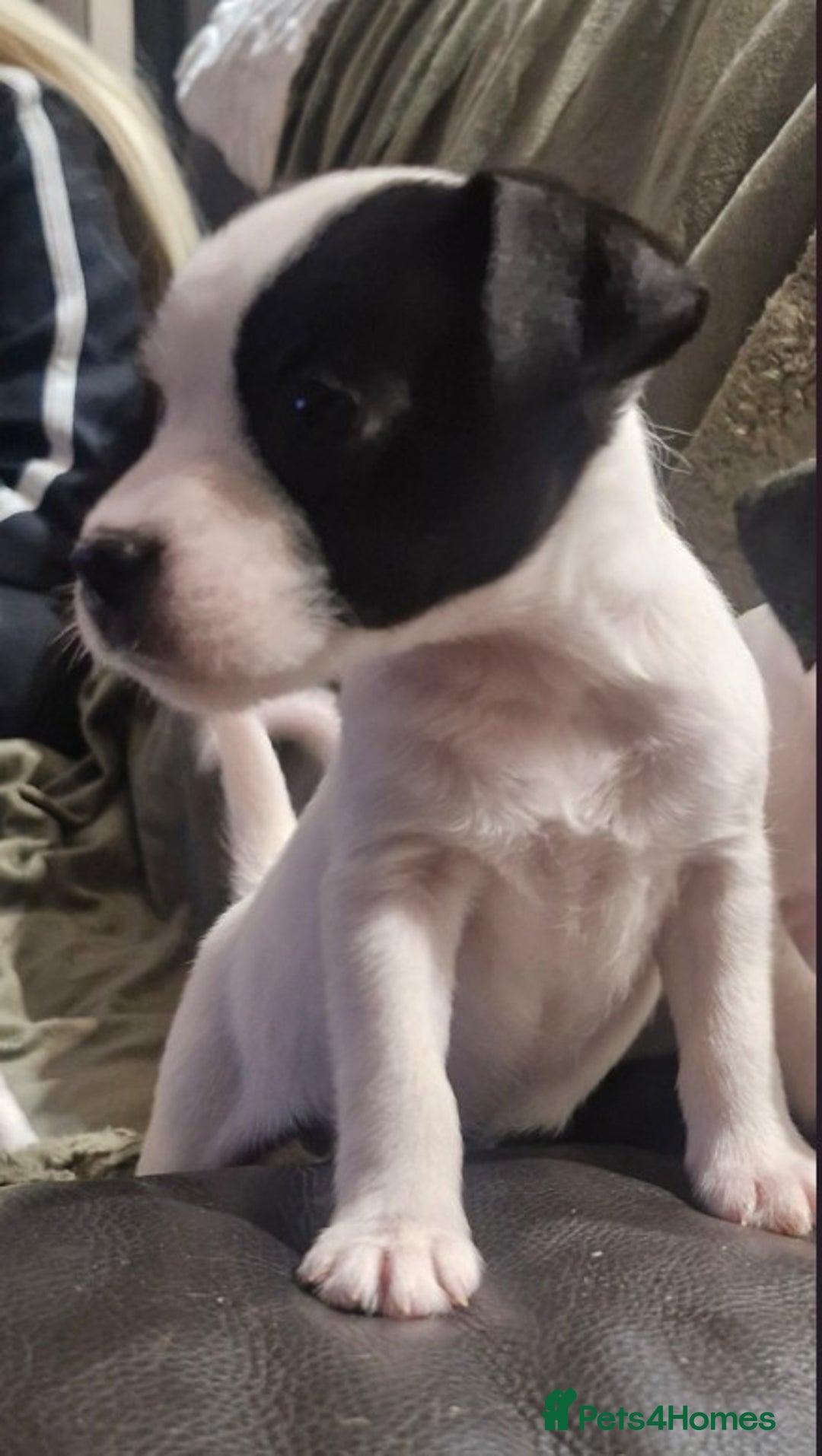 Jack Russell dogs for sale: 2 Adorable Jack Russell puppies  - Advert 5