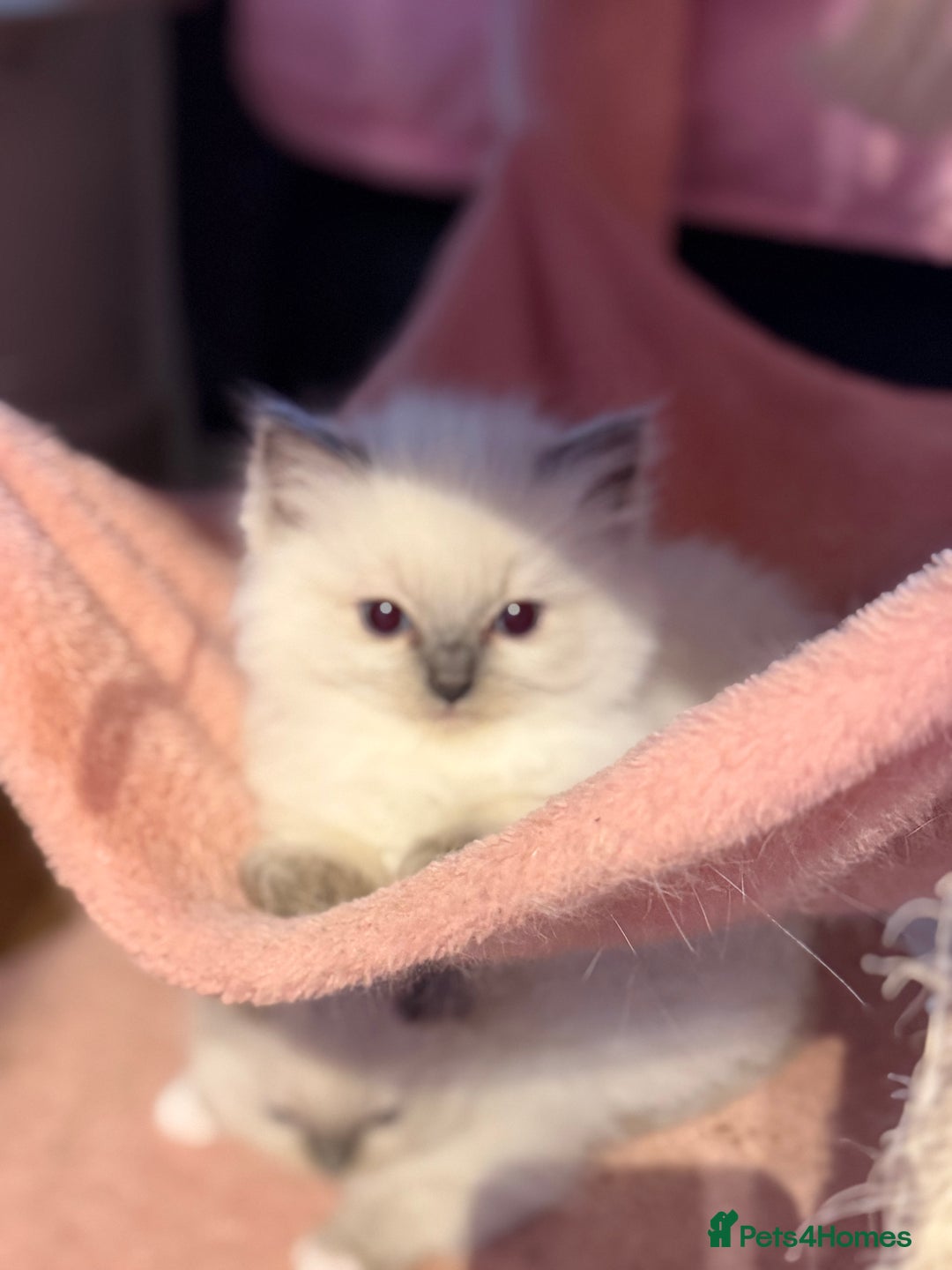 Ragdoll cats for sale: 🐾 Pure Ragdoll Kittens Looking for Loving Homes  - Advert 10