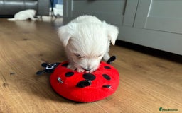 West Highland Terrier dogs for sale: Gorgeous West Highland White (Westie) Puppies - Image 12