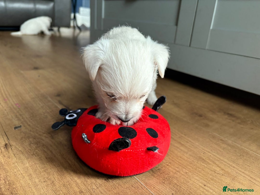 West Highland Terrier dogs for sale: Gorgeous West Highland White (Westie) Puppies - Image 12