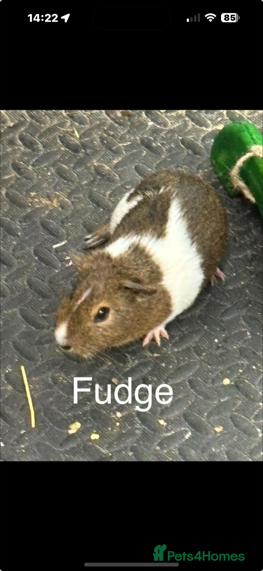 Guinea Pig rodents for sale: Guinea pigs - Advert 13