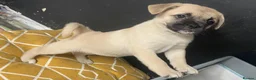 Mixed Breed dogs for sale: French bulldog x german spitz in Wigan - Advert 6