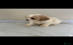 Cavapoo dogs for sale: Stunning Blenheim F1 Cavapoo’s puppies  - Image 6