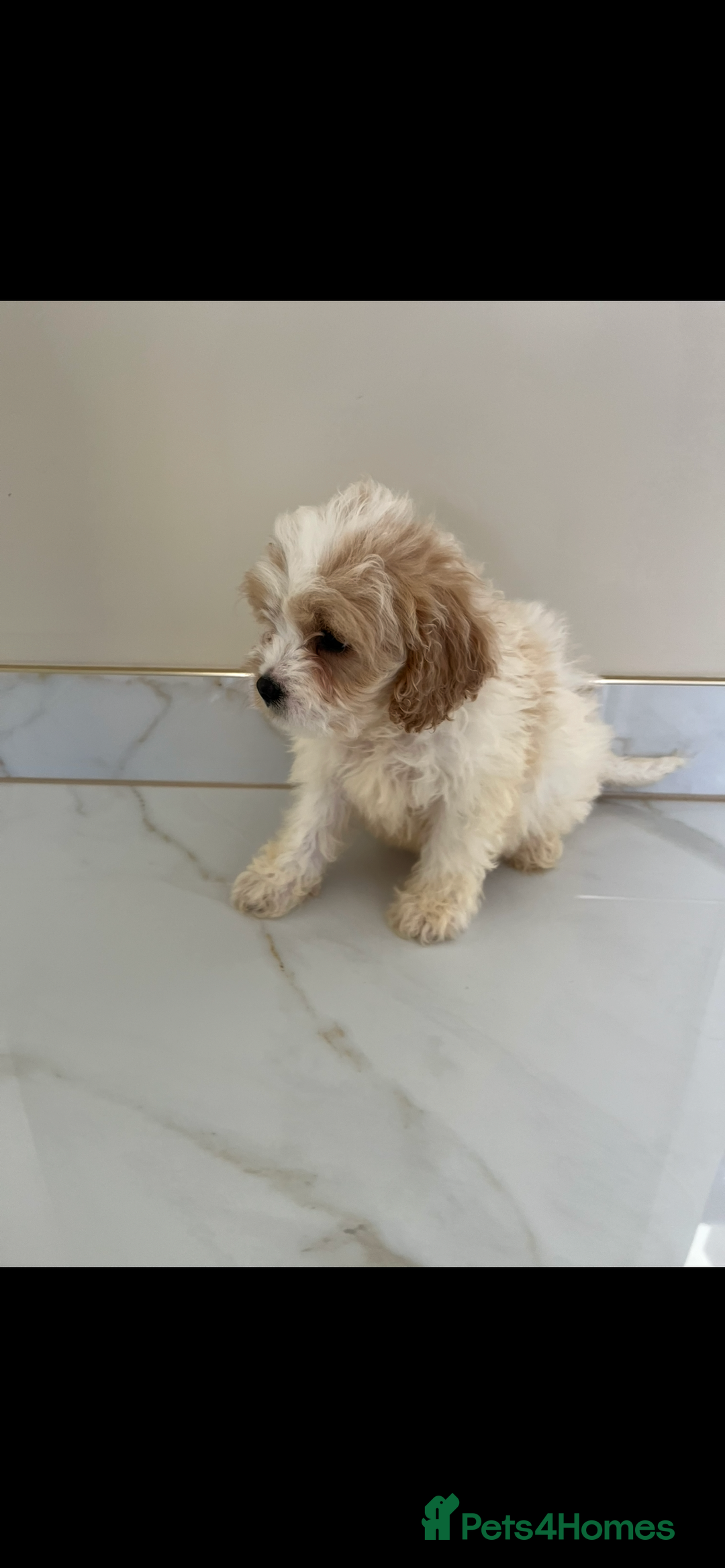 Cavapoo dogs for sale: Stunning Blenheim F1 Cavapoo’s puppies  - Image 6