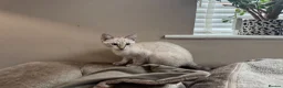Bengal cats for sale: Stunning TICA Registered Snow Lynx Bengal Kittens - Advert 10