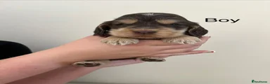 Cocker Spaniel 5