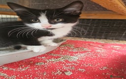 Mixed Breed cats for sale:  🐾 Adorable Kittens Ready for Loving Homes 🐾 - Image 3