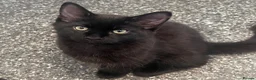 Mixed Breed cats for sale: 2 beautiful kittens looking for a new home - Advert 5