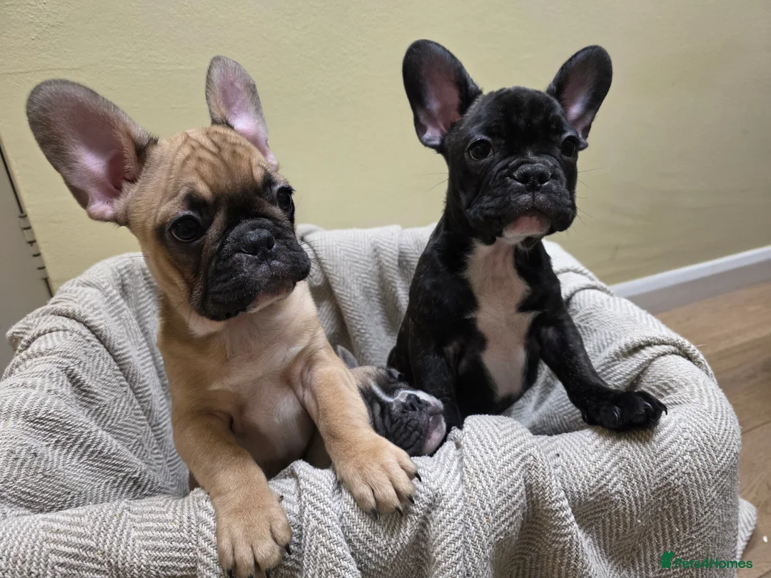French Bulldog dogs for sale: Beautiful French bulldog  - Advert 5