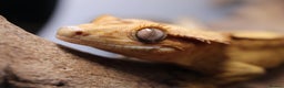 Gecko reptiles for sale: Male and female crested geckos  - Advert 12