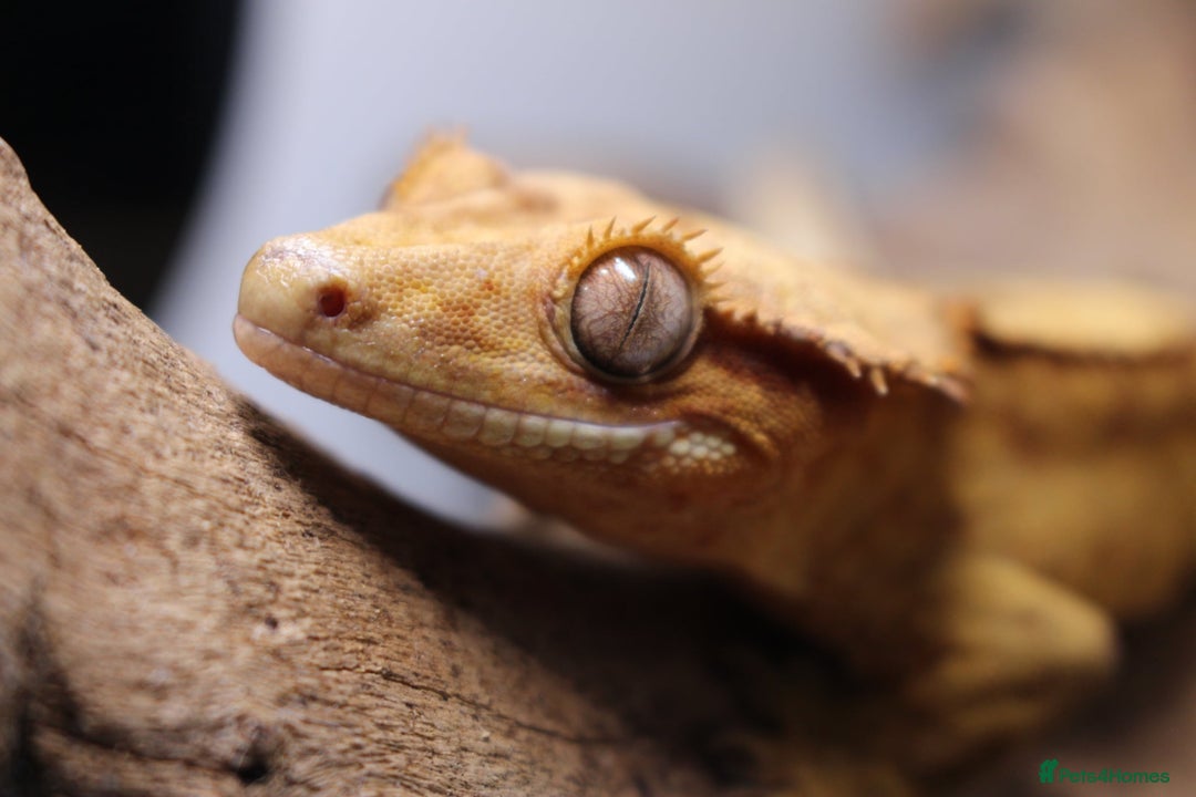 Gecko reptiles for sale: Male and female crested geckos  - Advert 12