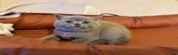 British Shorthair cats for sale: 🐾 Beautiful British Shorthair Kittens 🐾 in Huddersfield - Advert 19