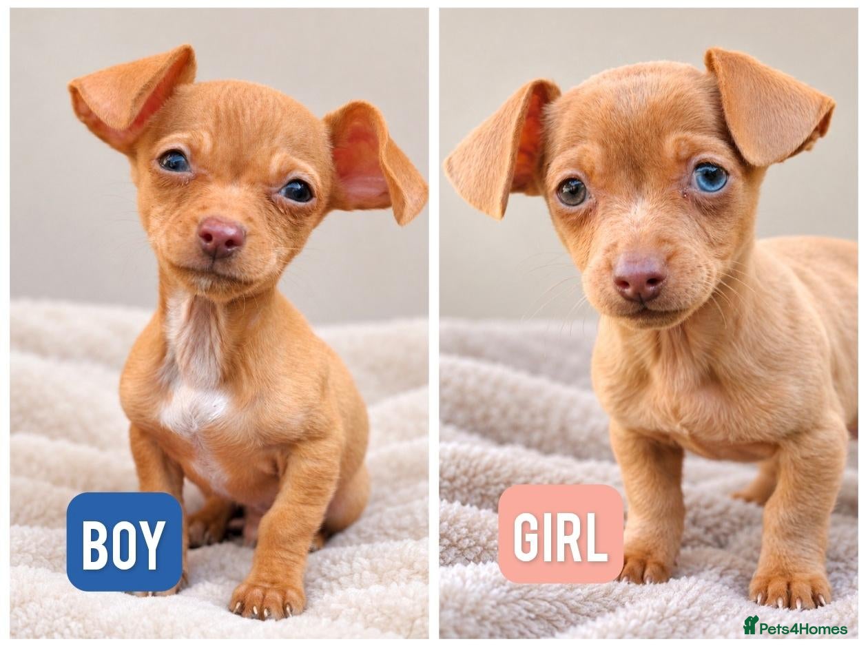 Chihuahua dogs for sale: Chiweenies *Last Two* Tiny Puppies  - Advert 17