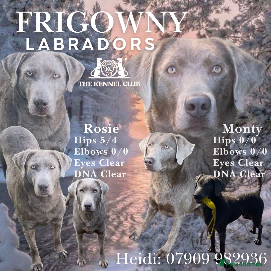 Labrador Retriever dogs 🩶 Quality RKC Reg Silver Labradors 🩶 - Advert 1