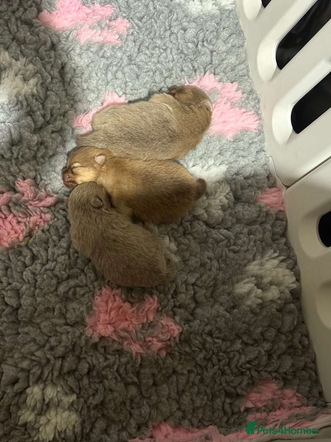 Pomeranian dogs for sale: Lavender/lilac/chocolate/tan pomeranians - Image 1