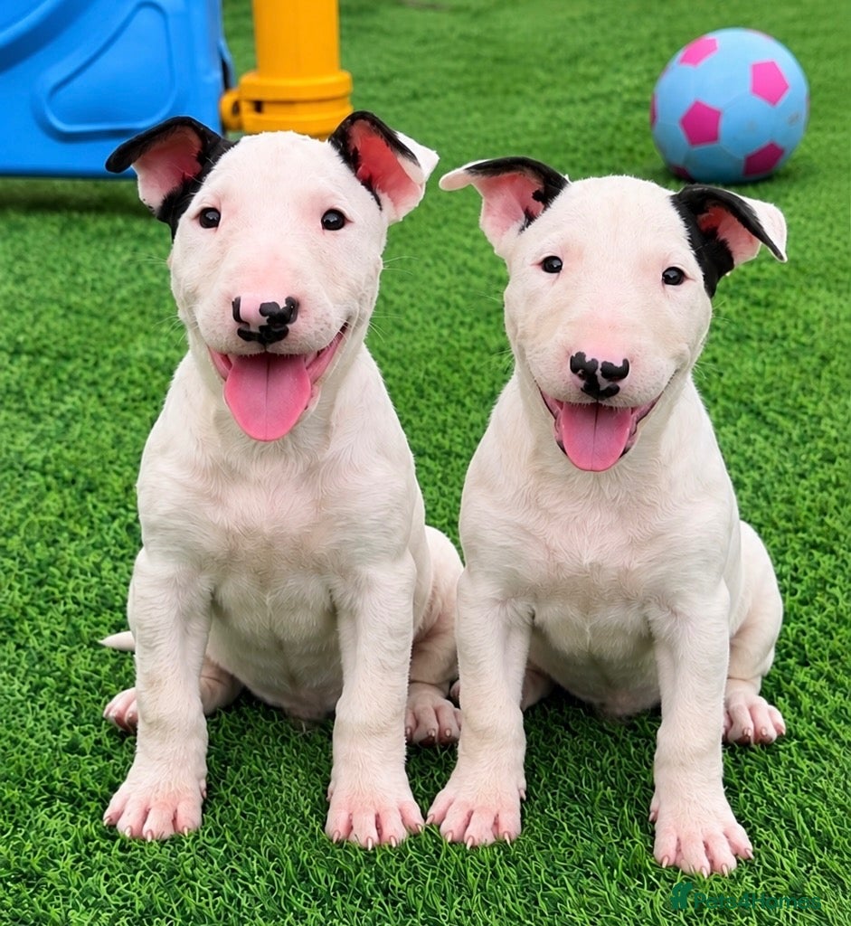 English Bull Terrier dogs Stunning English bull terrier puppies for sale  - Advert 1