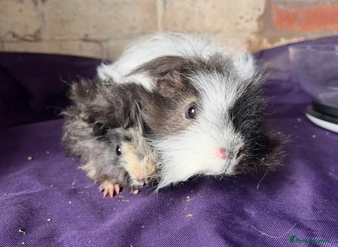 Guinea Pig rodents for sale: Lunkarya bonded boar guinea pigs - Advert 1