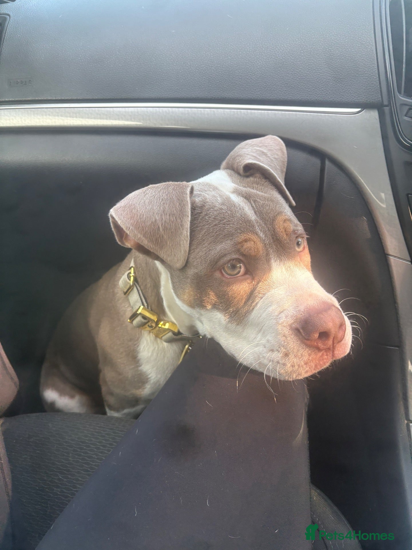 Mixed Breed dogs for sale: Rehoming Snoopy - Advert 7