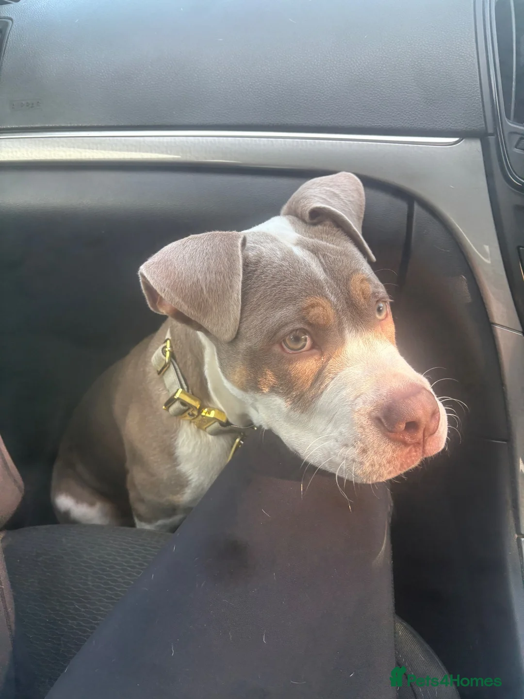Mixed Breed dogs for sale: Rehoming Snoopy - Advert 1