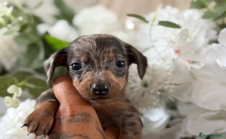 Miniature Dachshund dogs - Advert 1