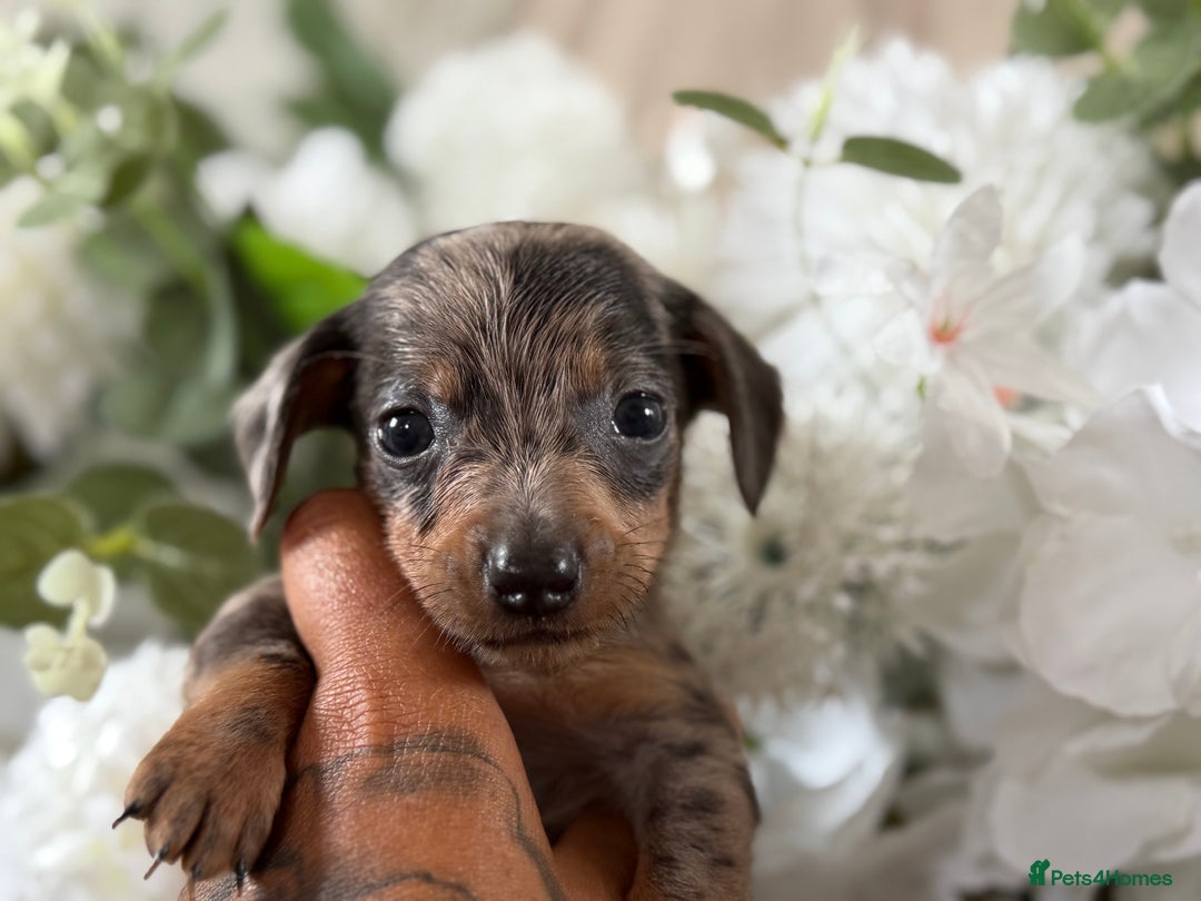 Miniature Dachshund dogs for sale: ⭐️Beautiful litter Of Rainbow Dachshund Puppies⭐️ - Image 4