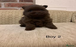 Pomeranian dogs for sale: Chocolate Pomeranian boys - Image 7
