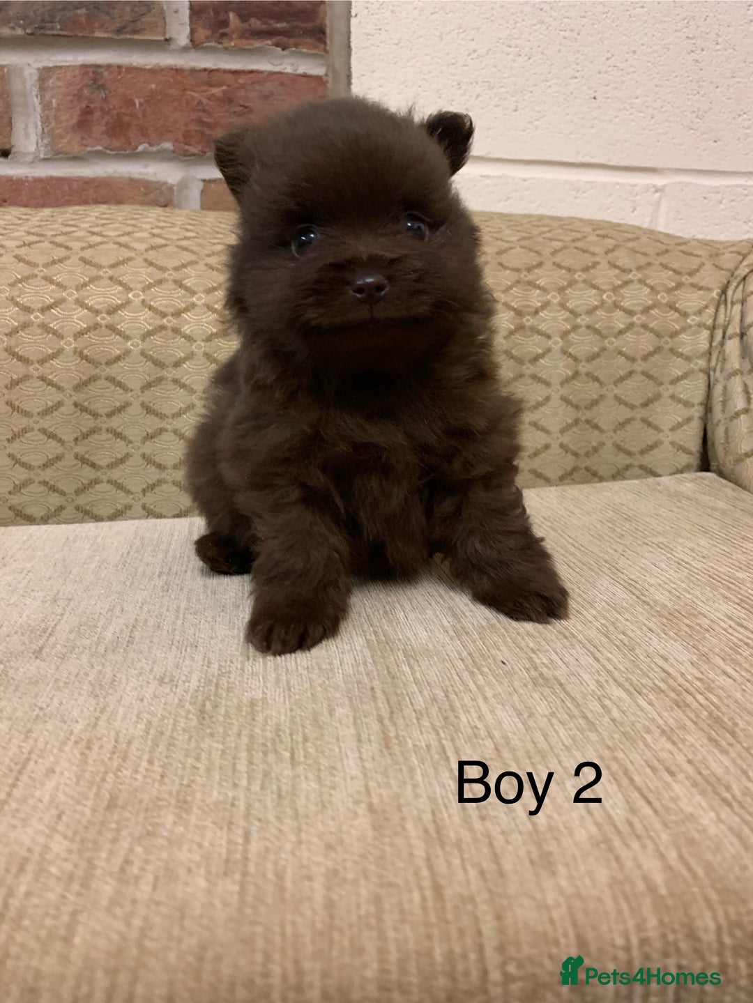 Pomeranian dogs for sale: Chocolate Pomeranian boys - Image 7