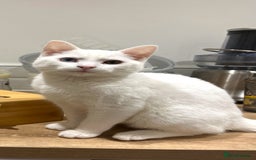Domestic Shorthair cats for sale: White domestic short haired  - Image 1