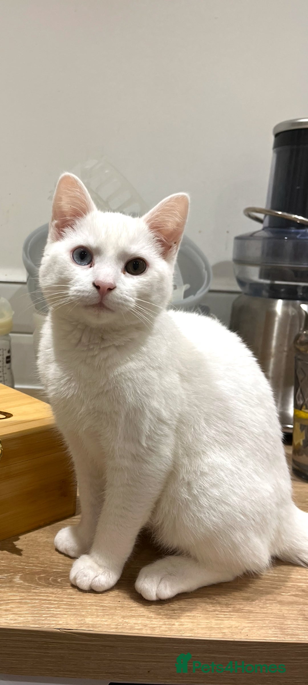 Domestic Shorthair cats for sale: White domestic short haired  - Image 1