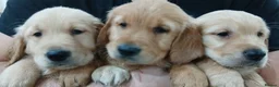 Golden Retriever dogs for sale: Chunky KC registered golden retrievers  - Advert 13