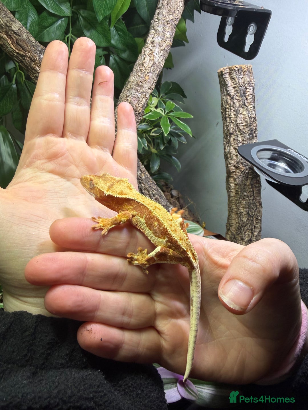 Gecko reptiles for sale: Red Lilly white crested gecko - Advert 1