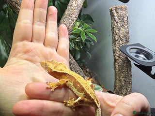 Gecko reptiles Red Lilly white crested gecko - Advert 1