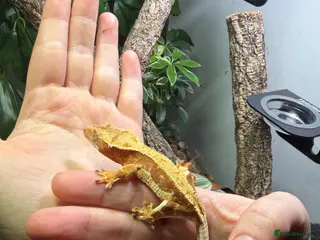Gecko reptiles Red Lilly white crested gecko - Advert 7