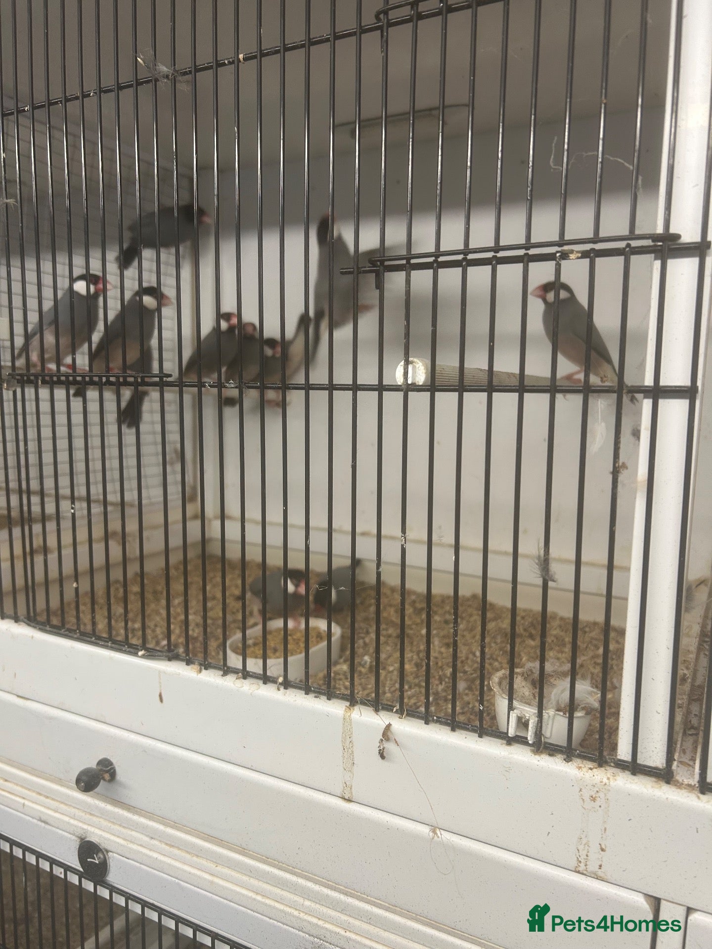 Finches birds for sale: Javas ,quail, canarys - Advert 1