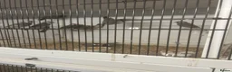 Finches birds for sale: Javas ,quail, canarys - Advert 1