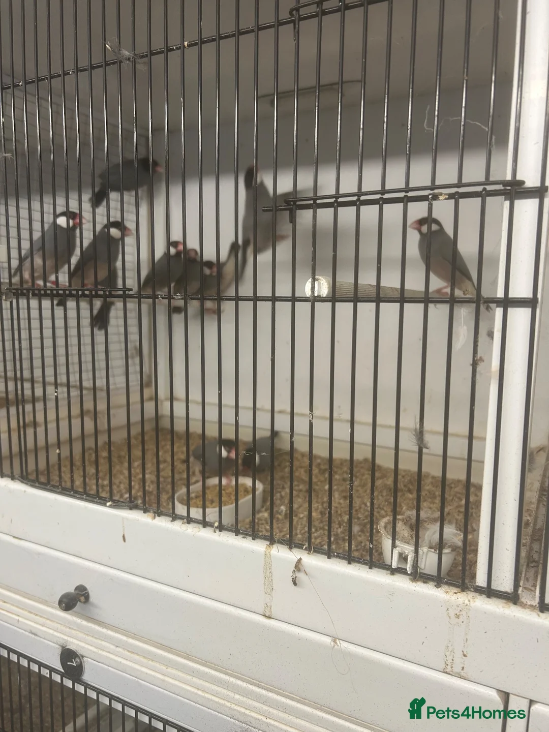 Finches birds for sale: Javas ,quail, canarys - Advert 1