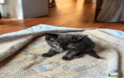 Mixed Breed cats for sale: Adorable Black Kittens Ready for Loving Homes! in Robertsbridge - Image 4
