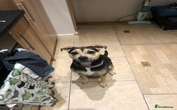 Mixed Breed dogs for sale: Beautiful staff cross with lab - Image 4