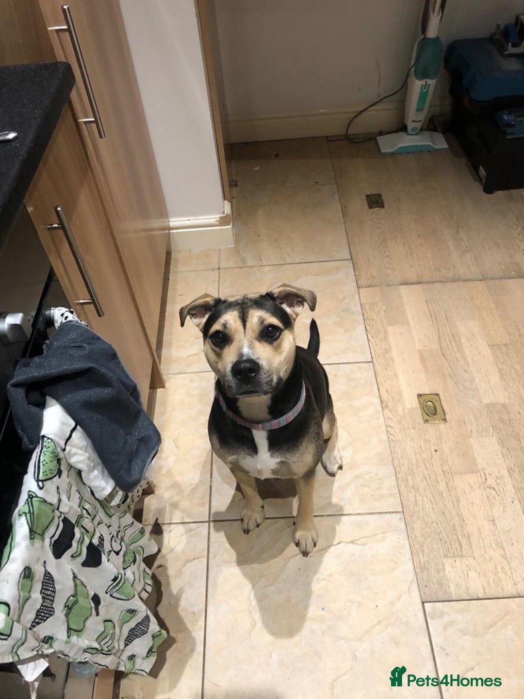 Mixed Breed dogs for sale: Beautiful staff cross with lab - Image 4